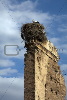 Stork Nest, Marrakech, Morocco