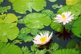 Pink water lilies and leaves in a pond