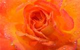 Closeup of a Orange Rose