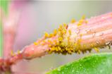 Aphids on the flower