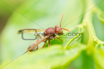 wasp on the leaves