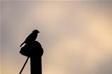 Bird silhouette