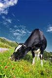 Dolomites Italy beauty, cow in Tre cime di Lavaredo