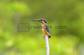 female common kingfisher