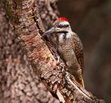 Bearded woodpecker sitting on a branch