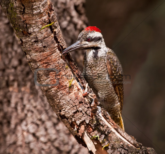 Bearded woodpecker sitting on a branch