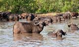 Buffalo herd resting in waterhole