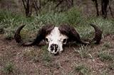 Buffalo horns lying on the ground