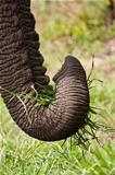 Close-up of elephant eating green grass