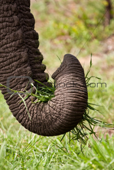 Close-up of elephant eating green grass