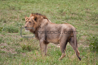 Lion male portrait closeup