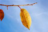 Yellow leaf of cherry tree