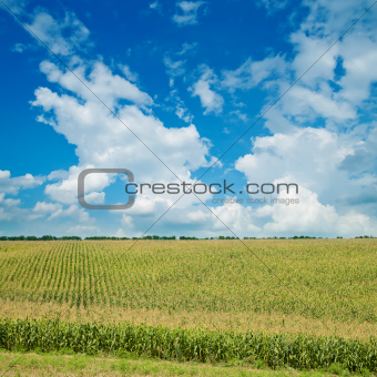 field with green maize under cloudy sky