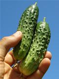 hand with cucumbers