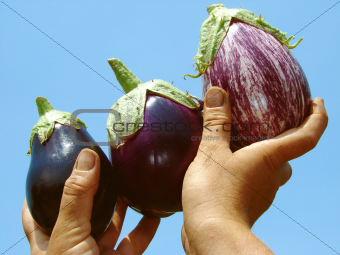 eggplants in hands