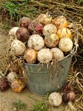 harvested onions