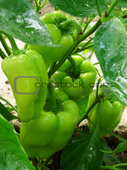 pepper plant after watering