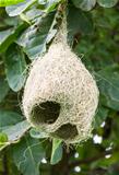 Baya weaver  nest
