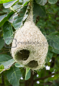 Baya weaver  nest