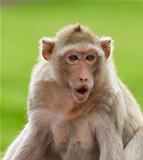Macaque mongkey closeup 