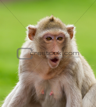 Macaque mongkey closeup 