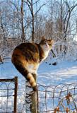 Cat on a fence post