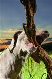 Wemaraner dog carrying a branch