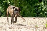 Boxer dog with stick