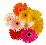 bouquet of gerbera flowers