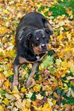 Rottweiler and autumn