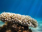 coral in Red Sea