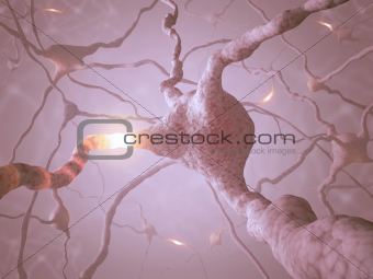 Neuron Concept