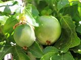green fruit of Passiflora