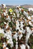 harvest of cotton