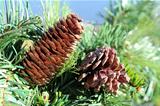 Pinecones and greenery