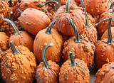 Knucklehead pumpkins