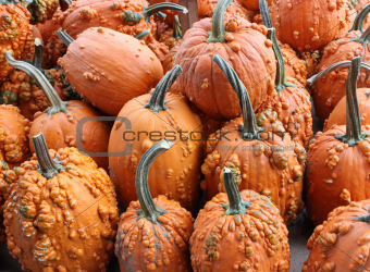 Knucklehead pumpkins
