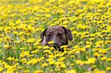 dog in the meadow
