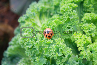 ladybug in eating