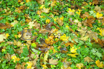 Leafs - Autumn