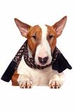 Portrait of a bull terrier in a scarf