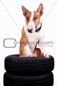 Bull terrier and wheels
