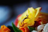 wedding rings in a roses