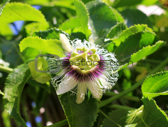 passion flower blooming