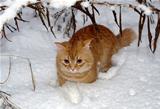 Ginger cat on the white snow