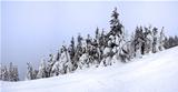 Snow-covered fir in the Carpathian mountains
