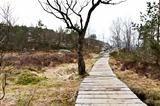wooden foot path in rural landscape