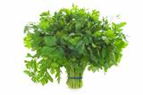 bunch of flat leaved parsley isolated on a white background