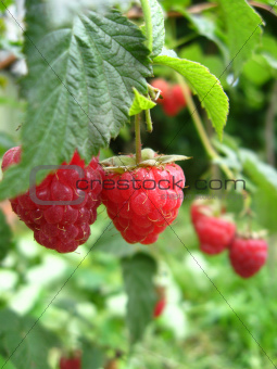 the red  berries of raspberry