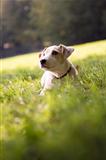 young white jack russell on grass in park